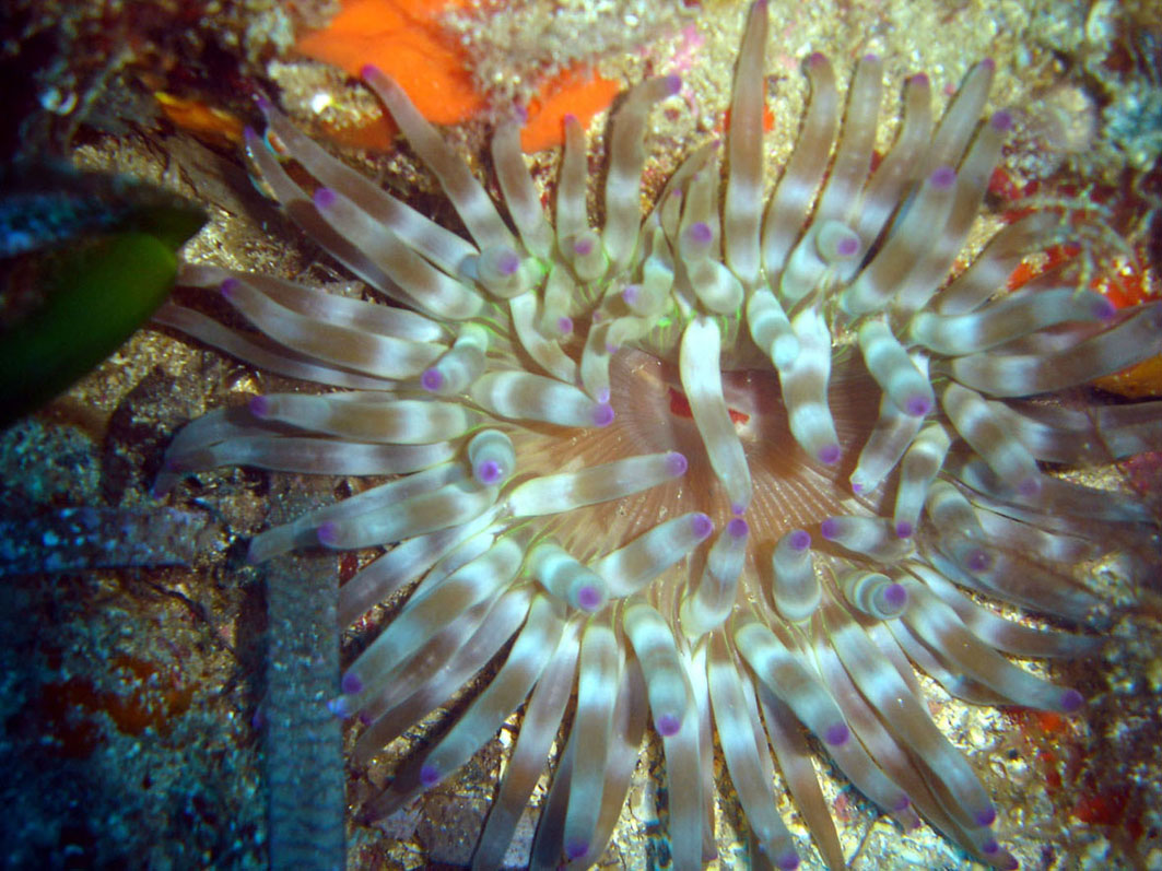 Cribrinopsis crassa